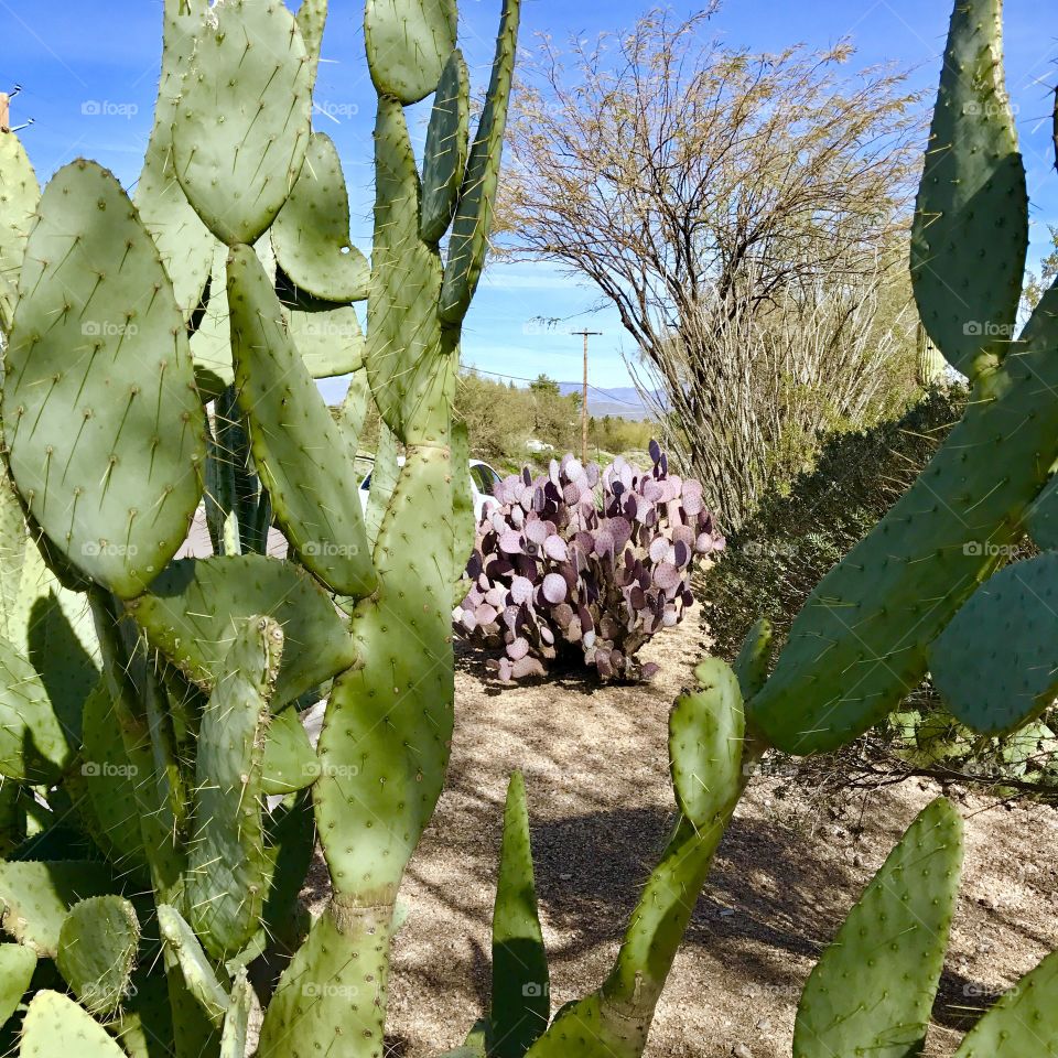 Tall Green Cacti