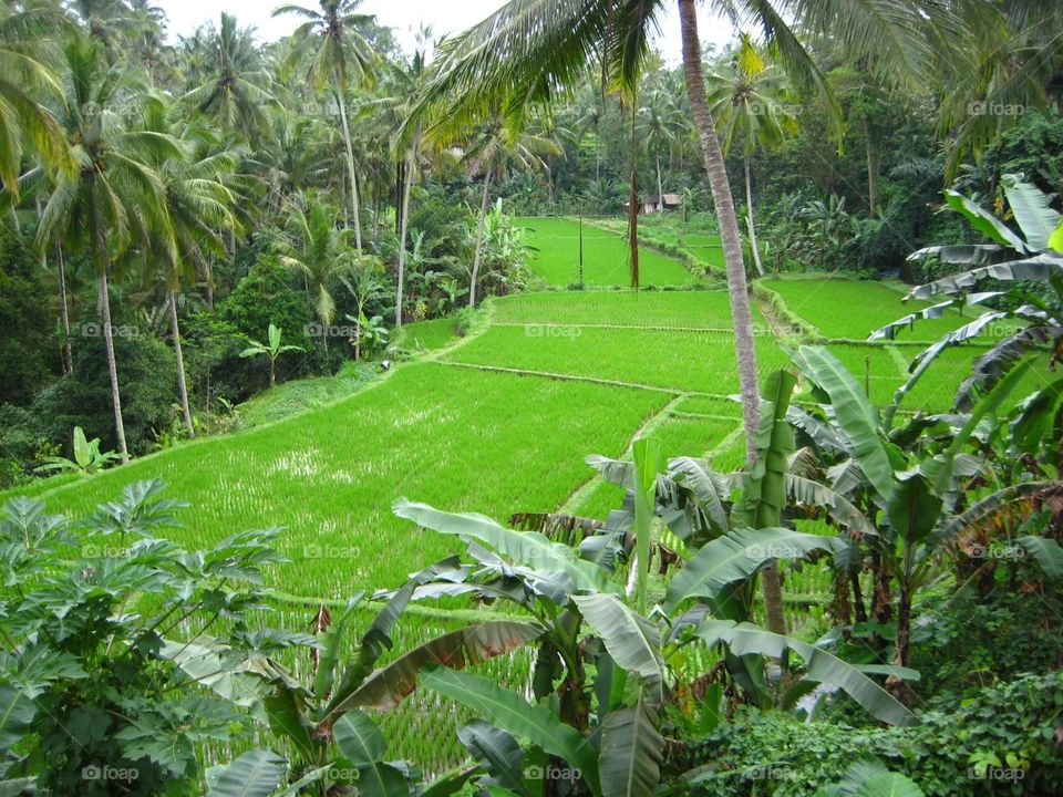 Rice Paddy in Bali 