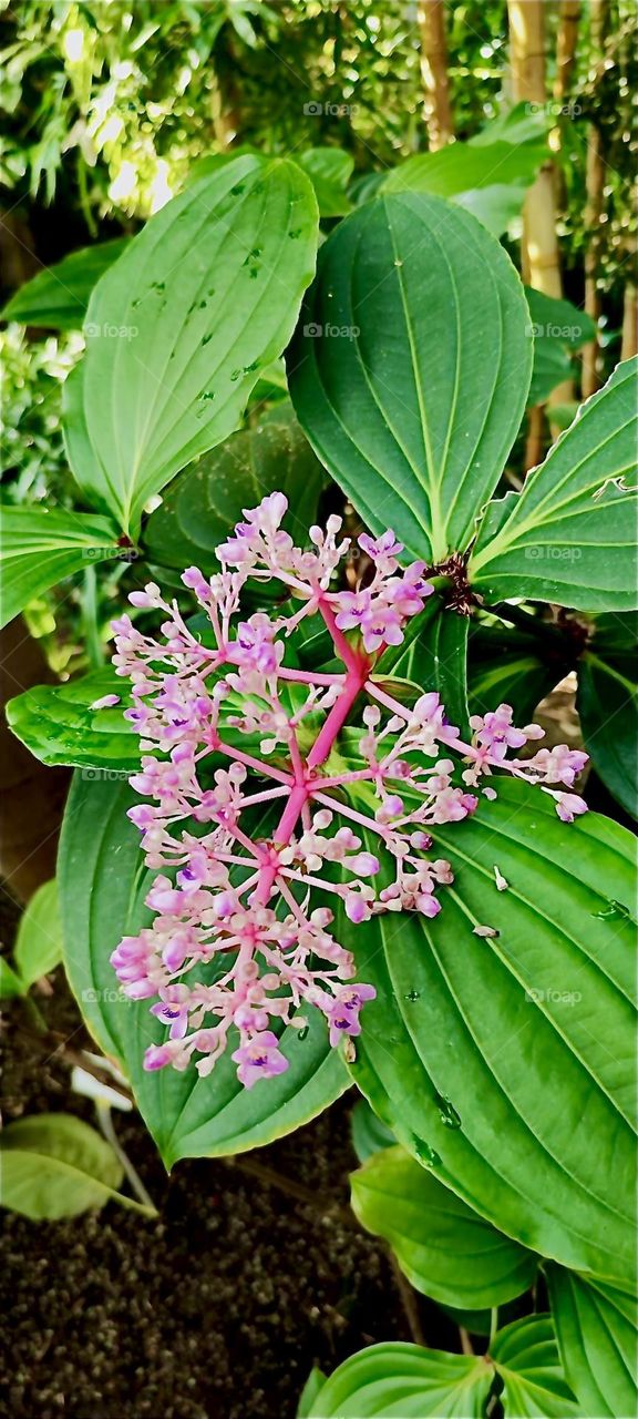 This is a beautiful pink tropical flower growing in the botanical garden of “Berlin”, Germany in the vicinity of the “Steglitz” neighborhood. 2024. Hypnotic Productions