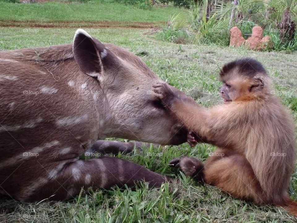 Friendship in the animal world