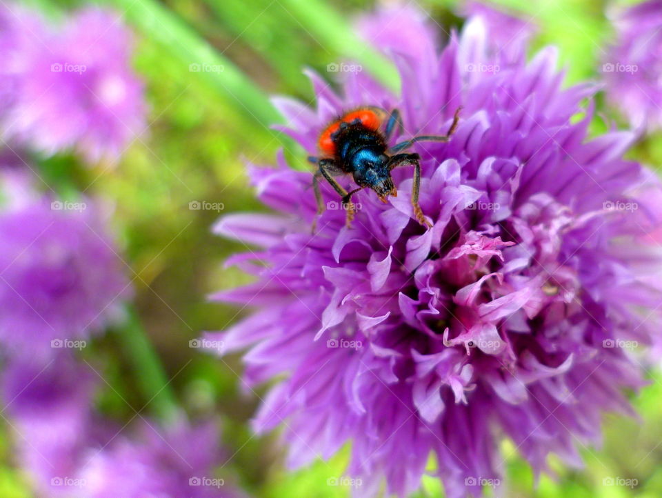 Small insect sitting on the purple flower