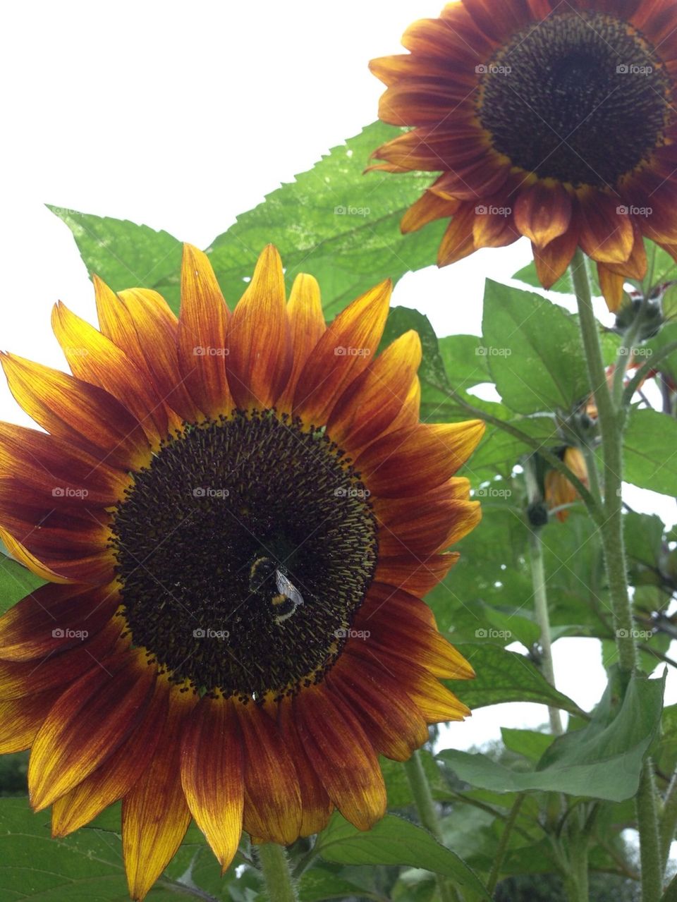 sunflower bumblebee sweden garden by anetteaventyr