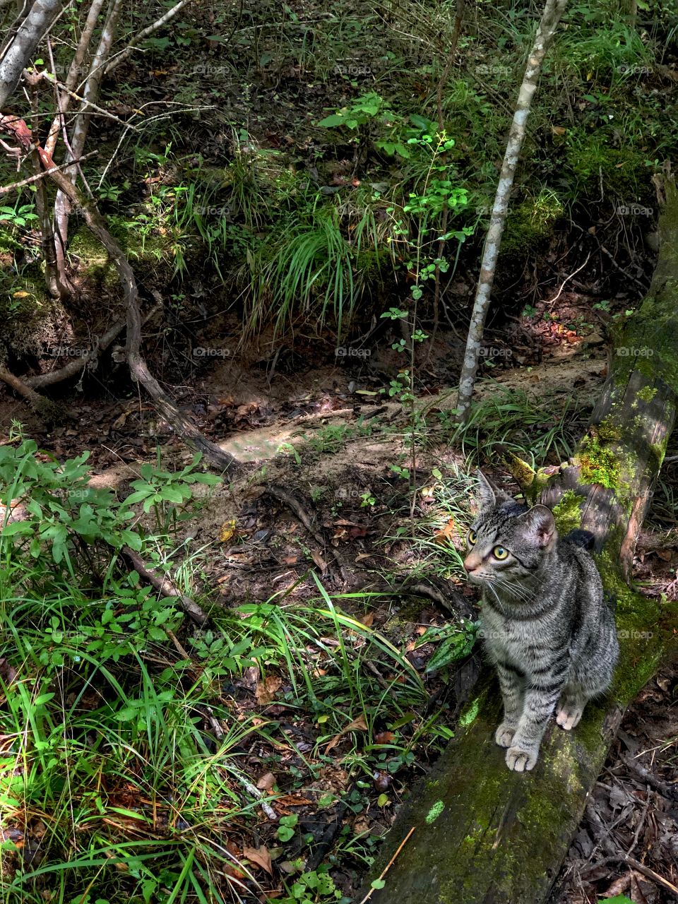 Benjamin Linus On Log