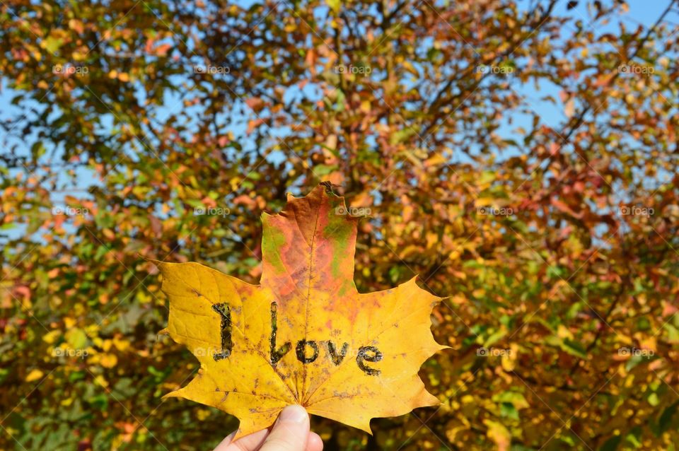 Person's hand holding autumn leaf with love text