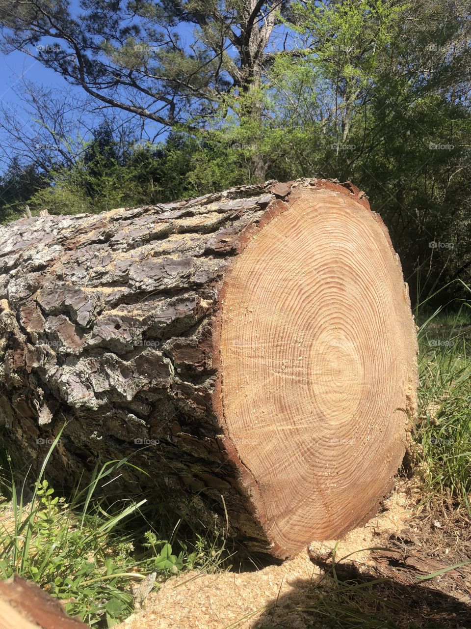 Very old pine tree on ground 