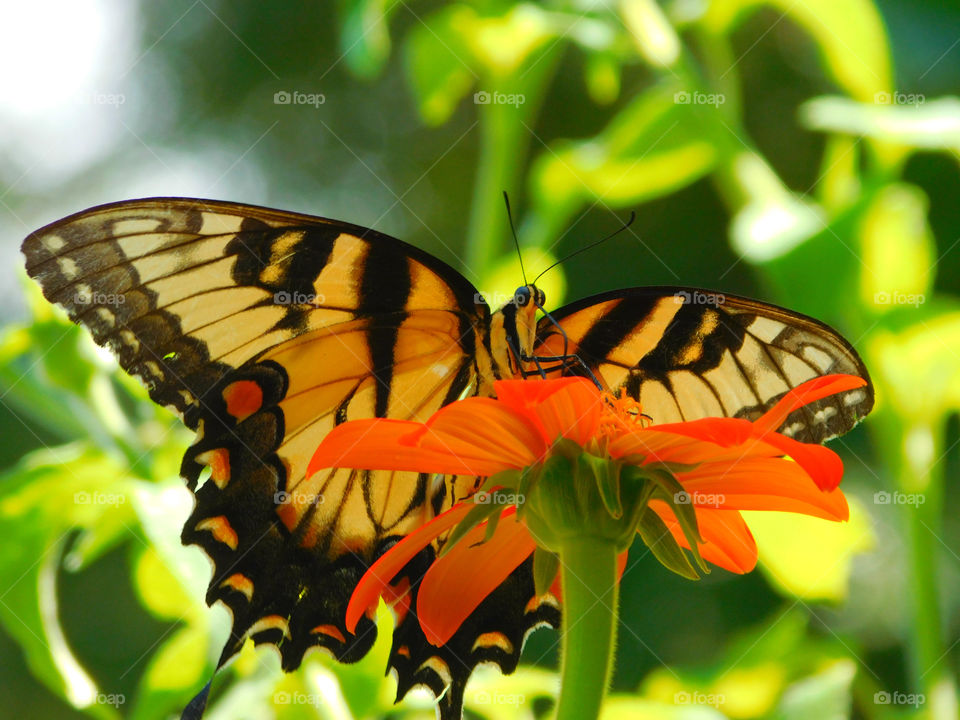 Butterfly pollinating on flower