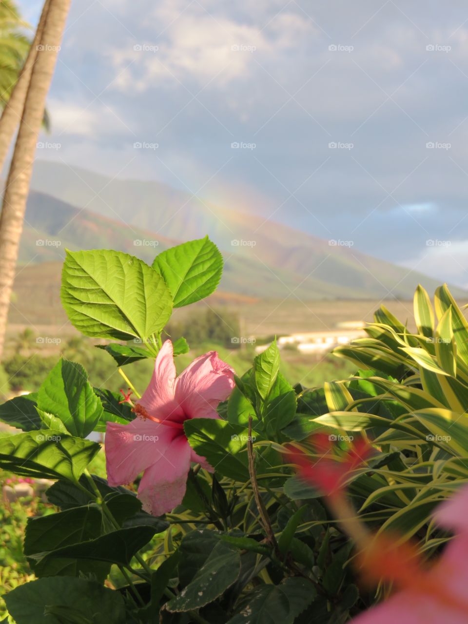 Hawaiian rainbow 