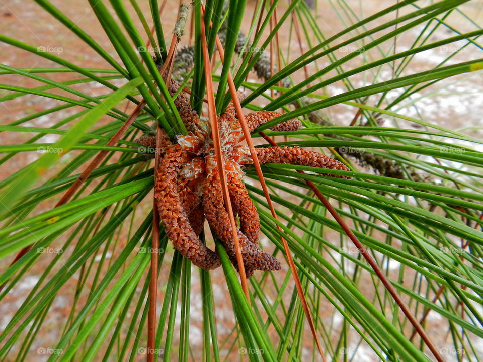 Reproduction cluster