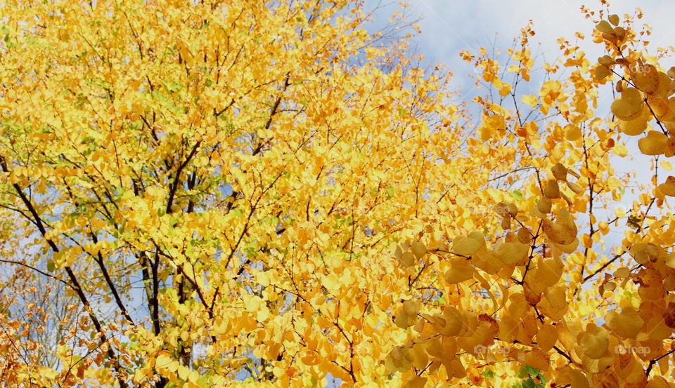 Close-up of autumn tree