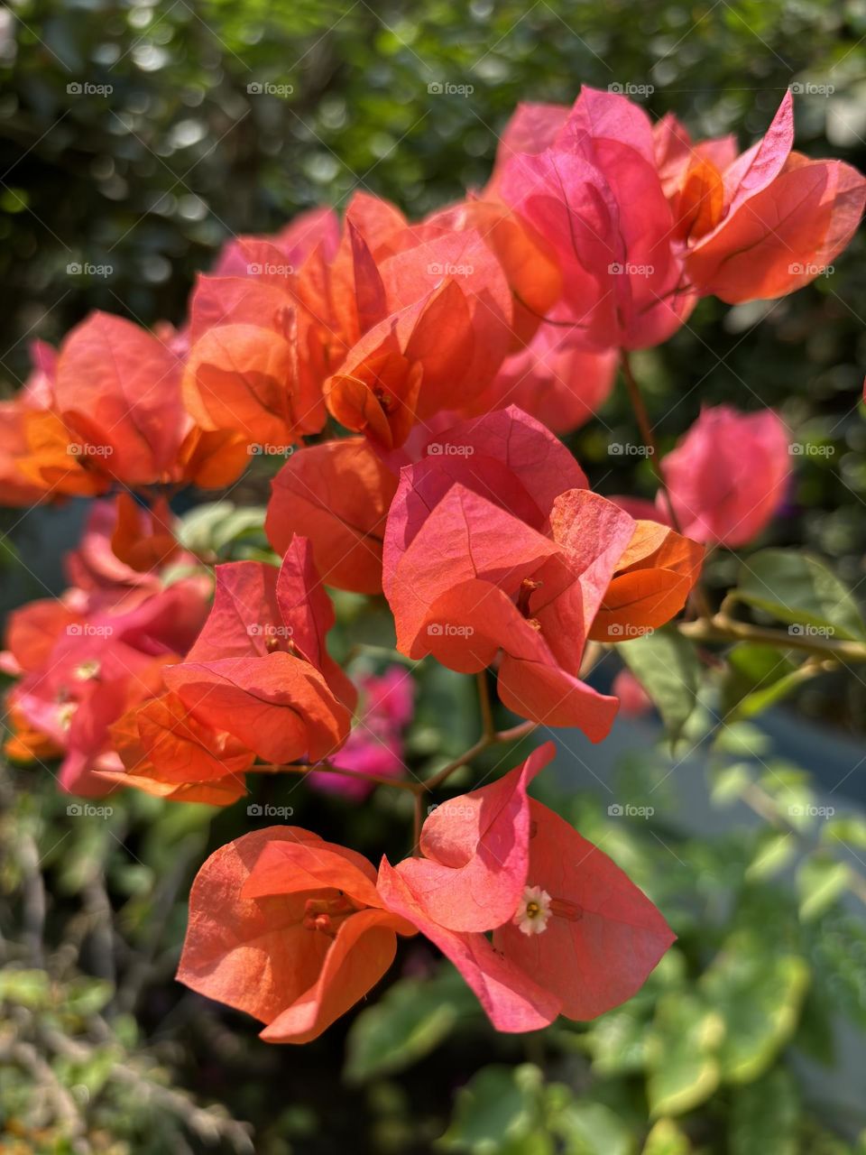 Bougainvillea - colours of Nature, Colours of life