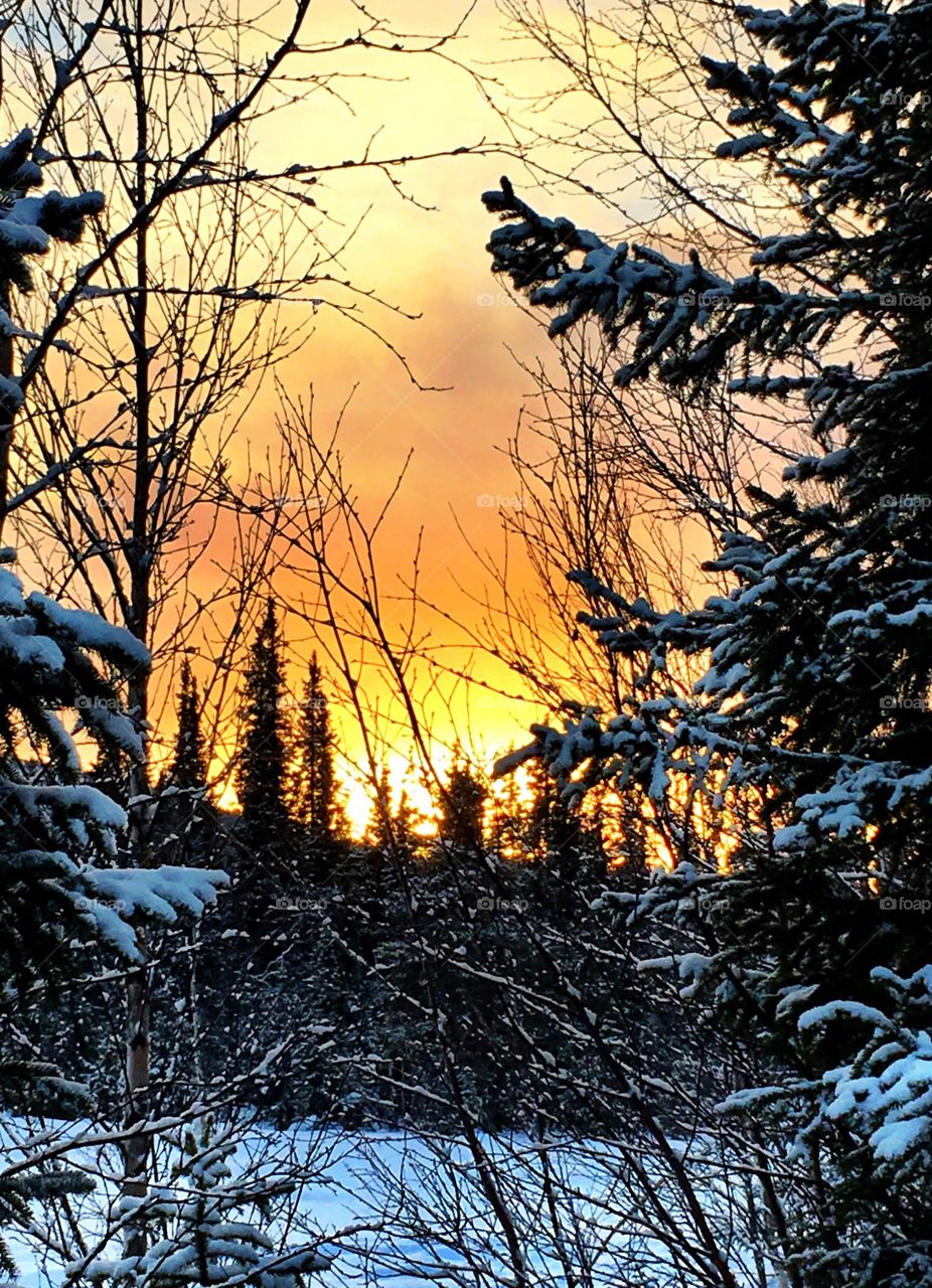 Sunset in the forest 