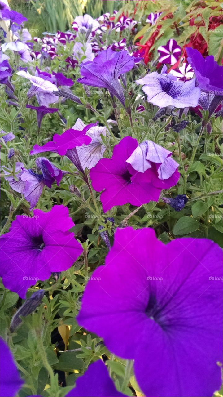 colorful garden. summer time in the garden