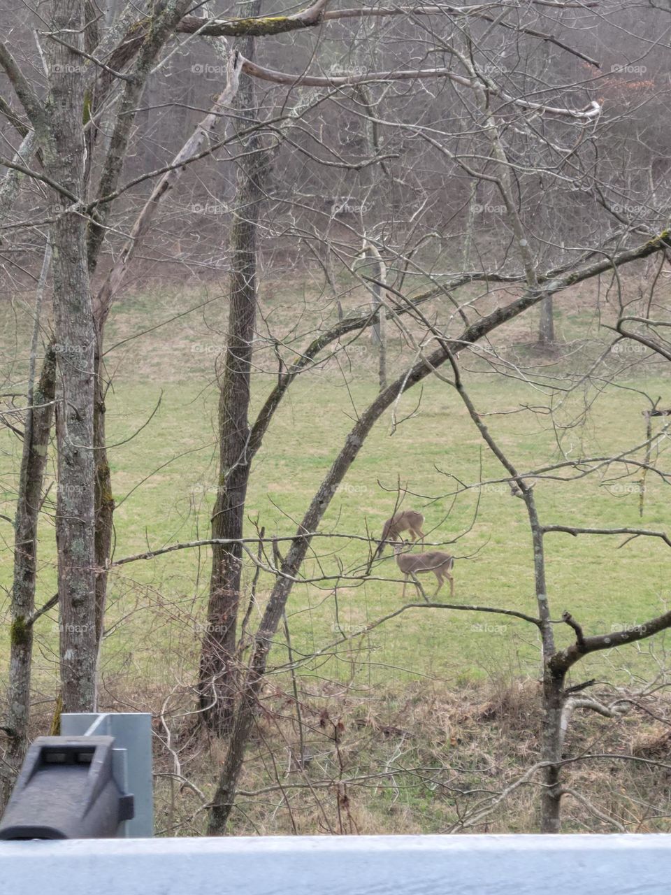 Deer family enjoys early morning
