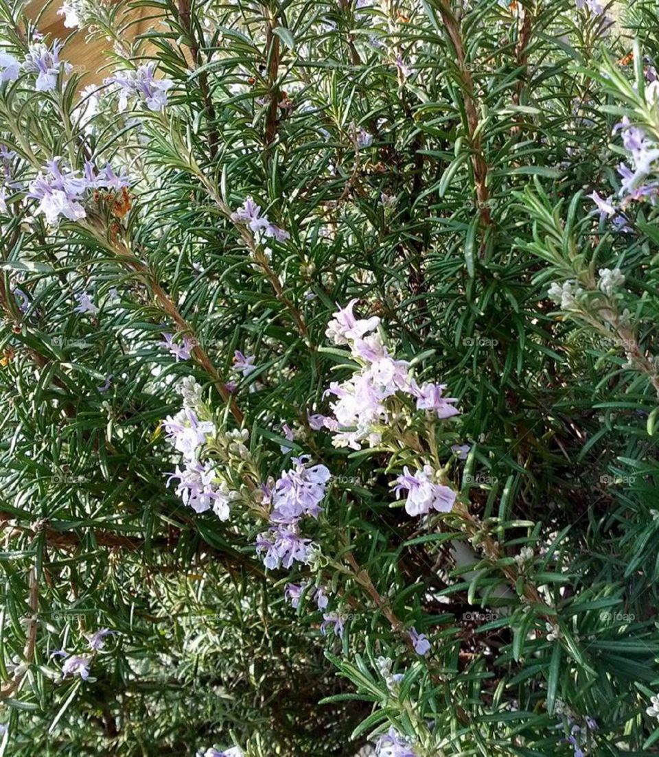 Rosemary