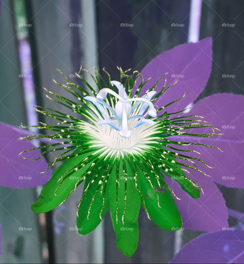 passion flower