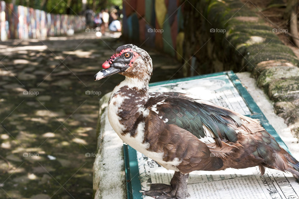 This is from a recent trip to the Puerto Vallarta Zoo. We were so close to the animals through out our walk that I never had to switch out my 50mm lens. The ugliest duck I've ever seen, but kind of beautiful just the same.