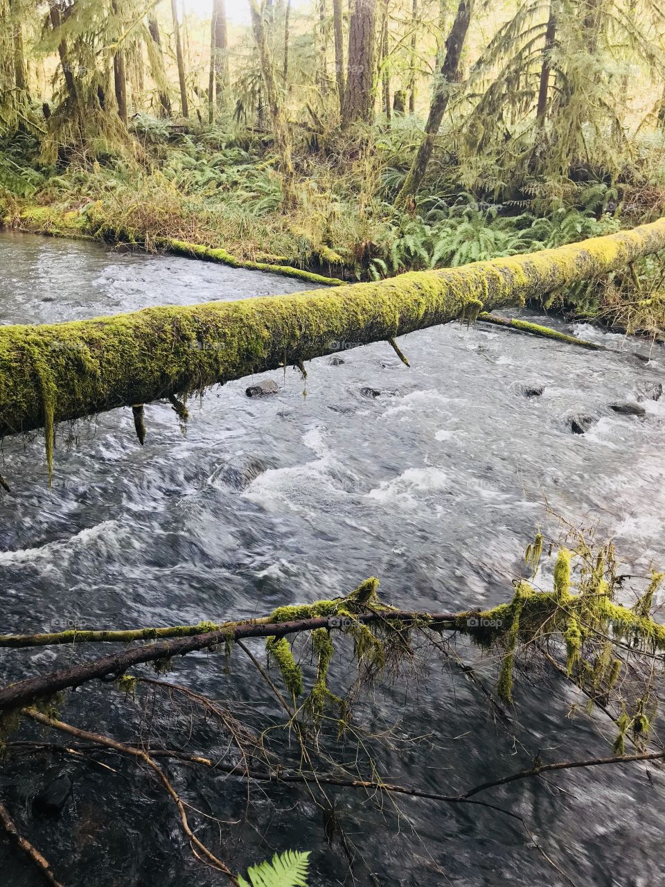 River running through Oregon woods!