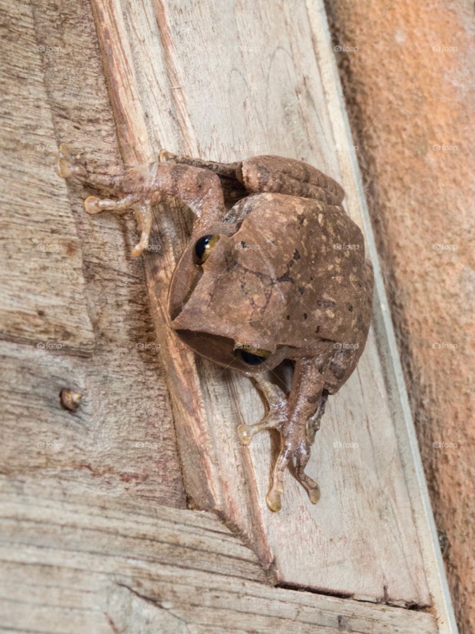 Climbing wooden door panel