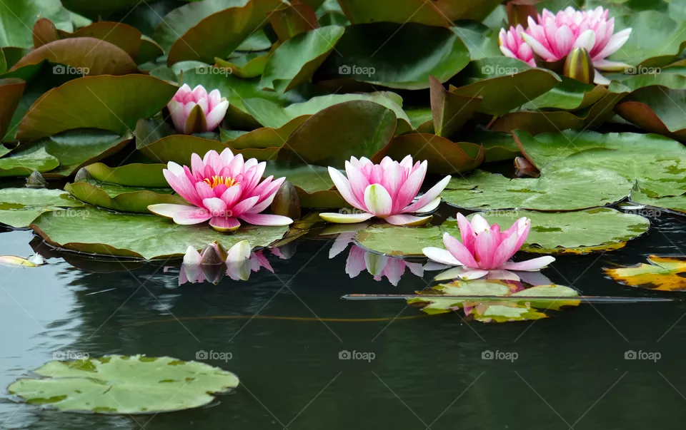 Alluring lotus pond