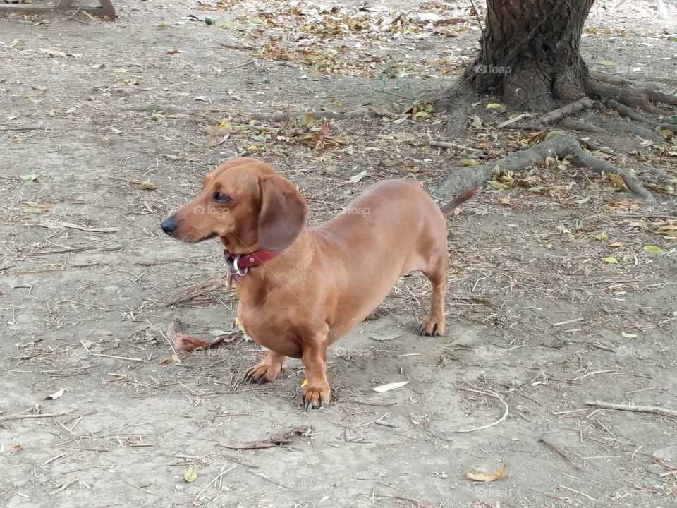 dachshund