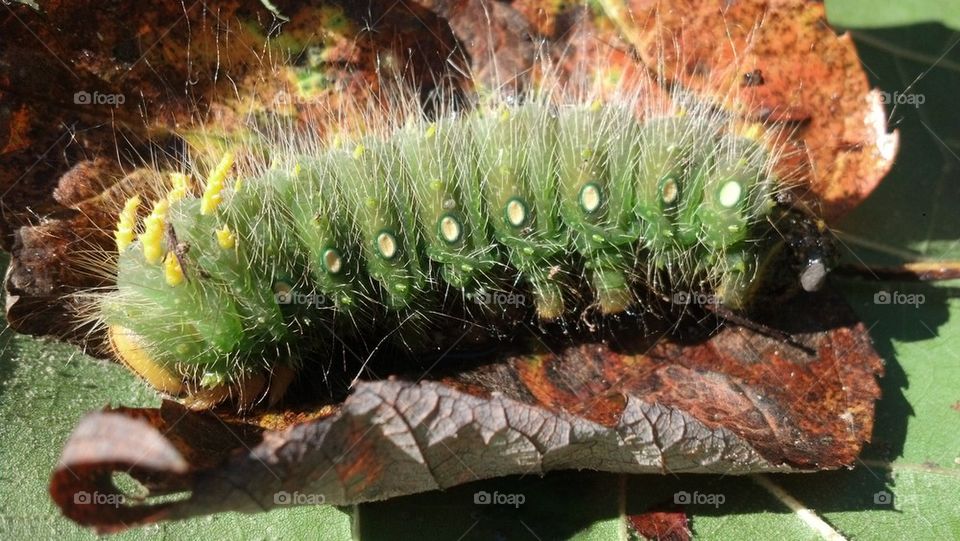 Imperial moth caterpillar