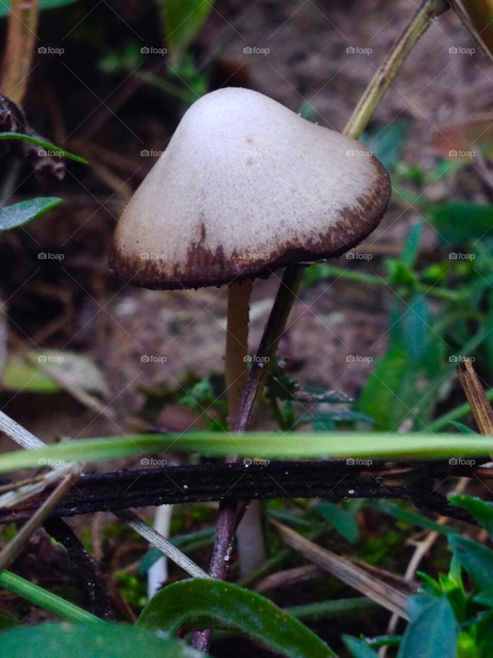 Mushroom