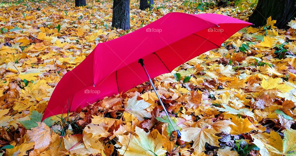 Autumn time 🍂🍁 Umbrella ☔ Outdoor 🍁🍂