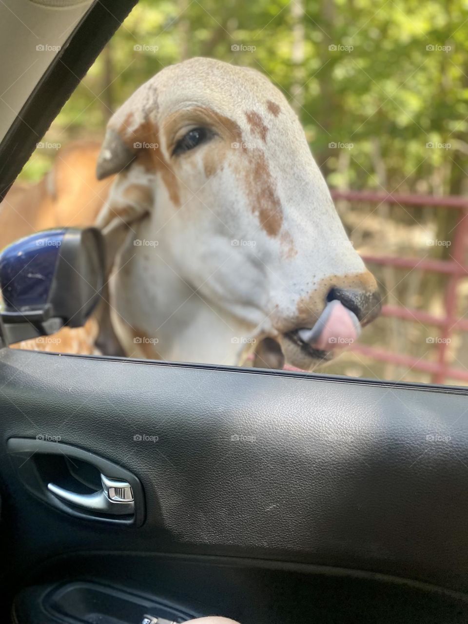 Well that was tasted! Just a cow loving life!