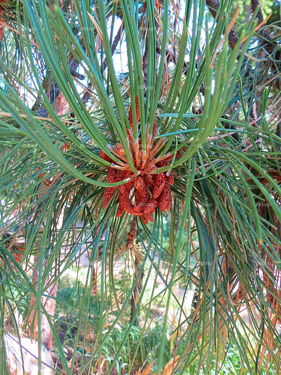 Pine branch.