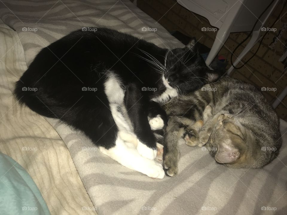 When they actually get along they snuggle together. funny cats, love them. 
