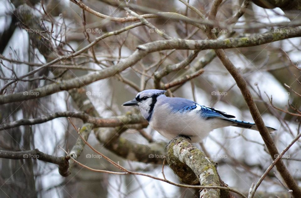 blue Jay