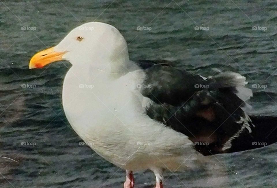 Smiling Seagull sitting on San Francisco Pier