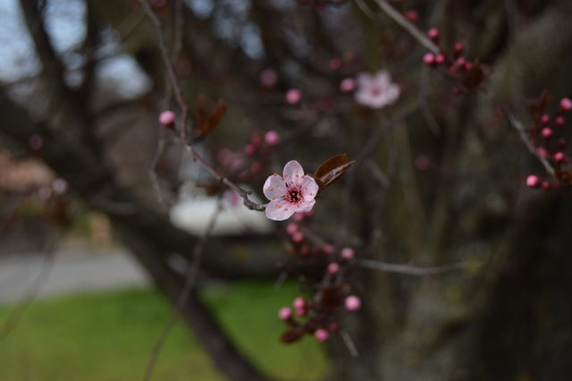 In Bloom