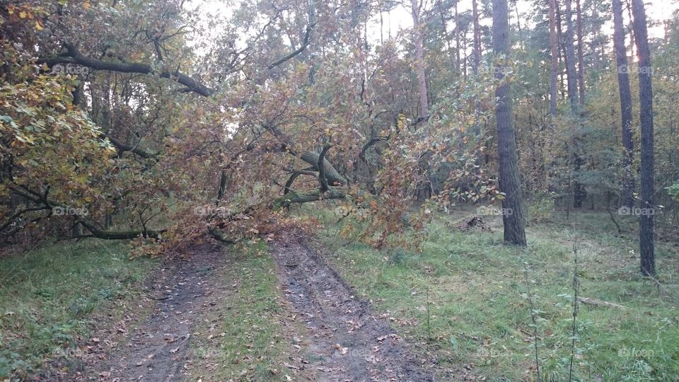 Forest after heavy storm
