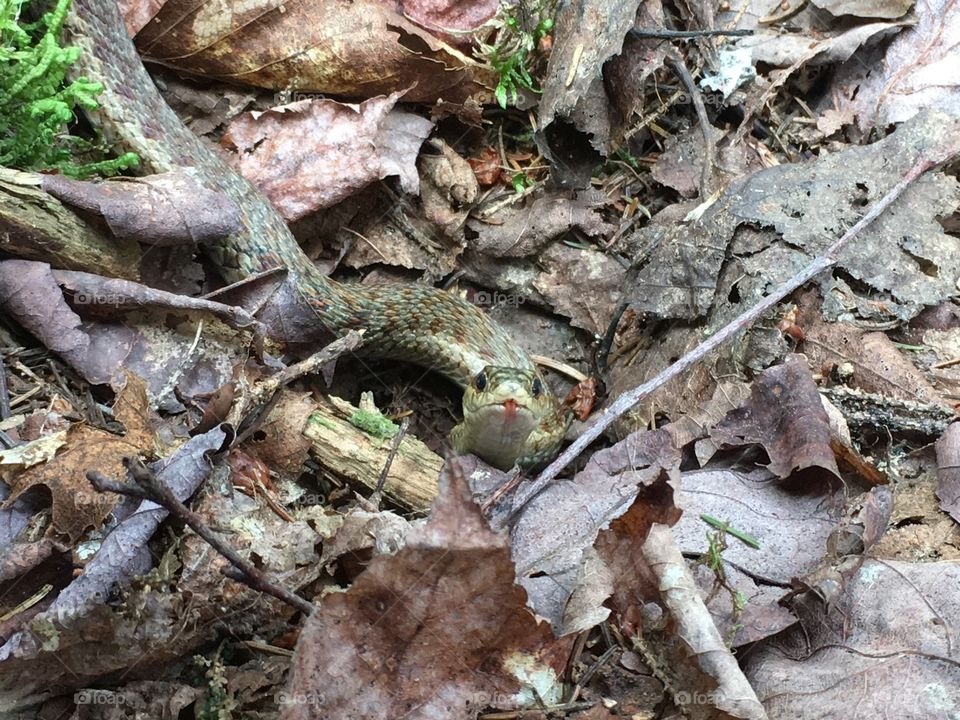 Sneaky snake on Cochrane Lane hiking trail, Cochrane Lane, Welsford NB. 