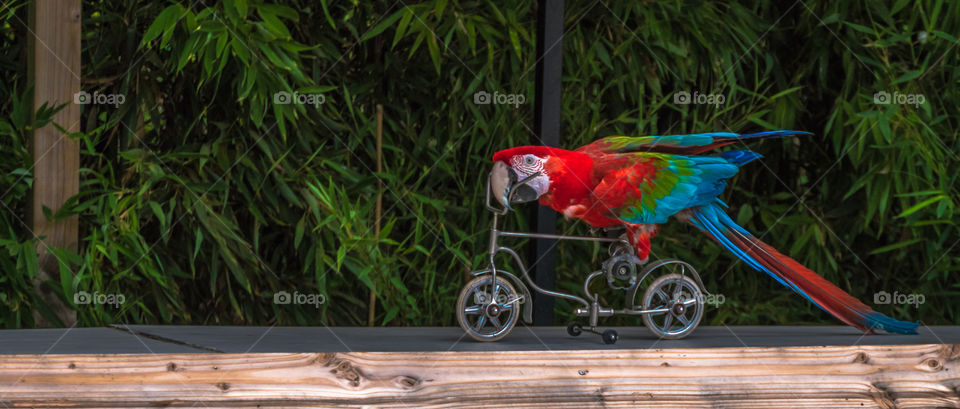 Parrot on bicyle
