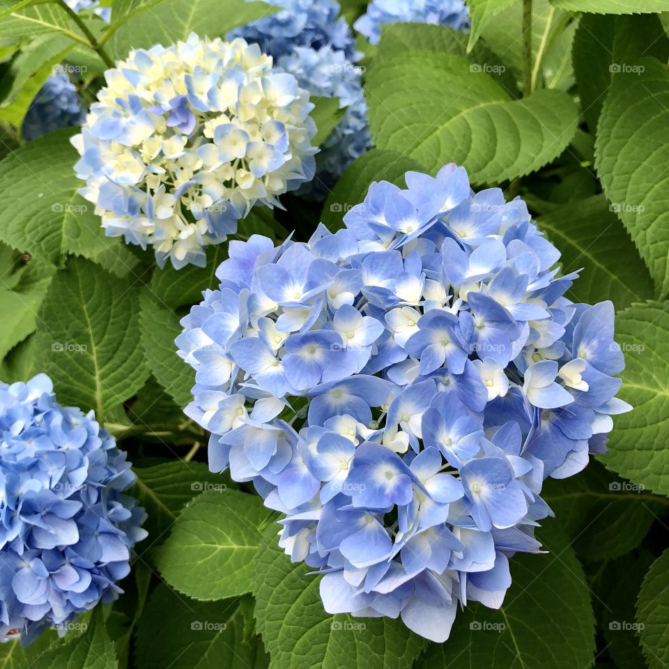Hydrangea