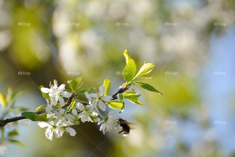 "Spring is so beautiful"