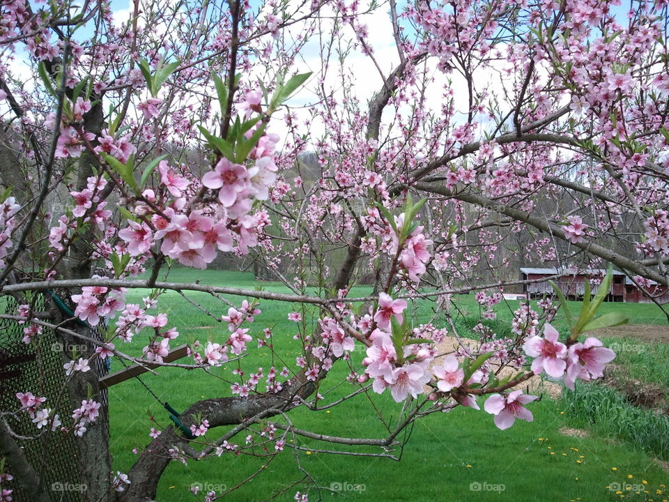 Peach Blossoms