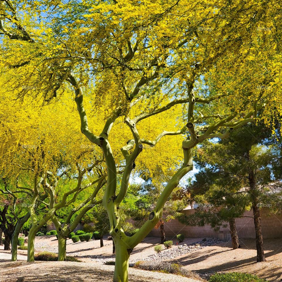 Palo Verde trees bloom magnificently in the Arizona sun
