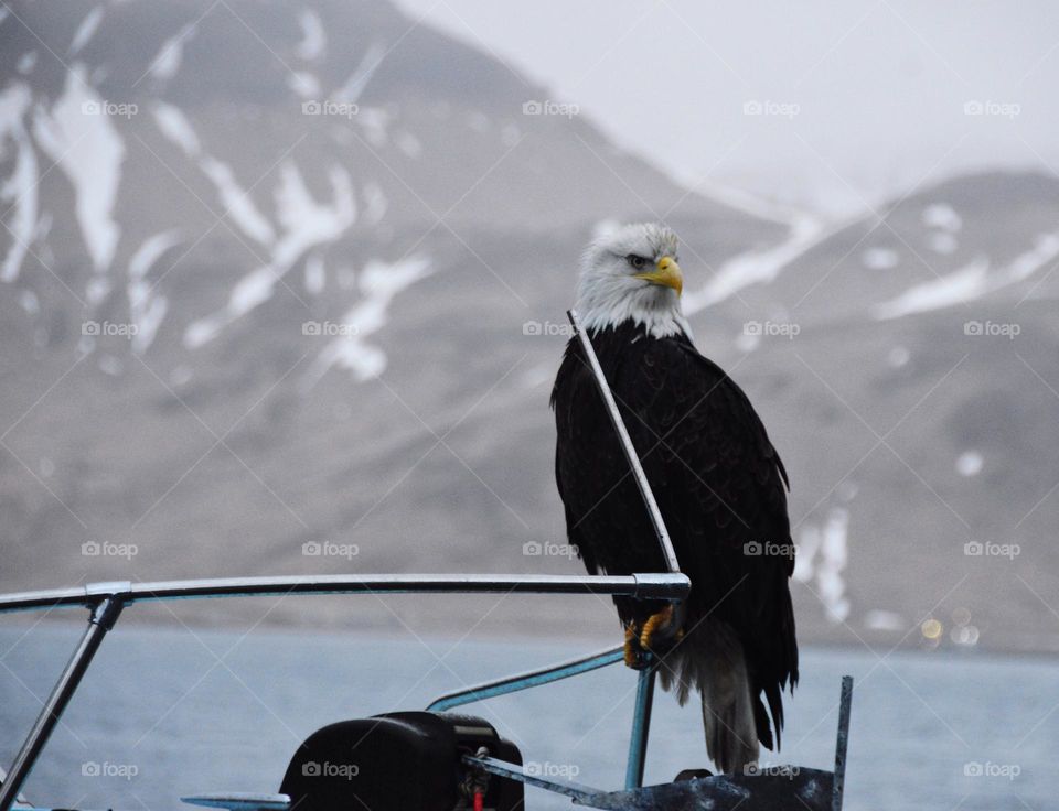 bald eagle on boat