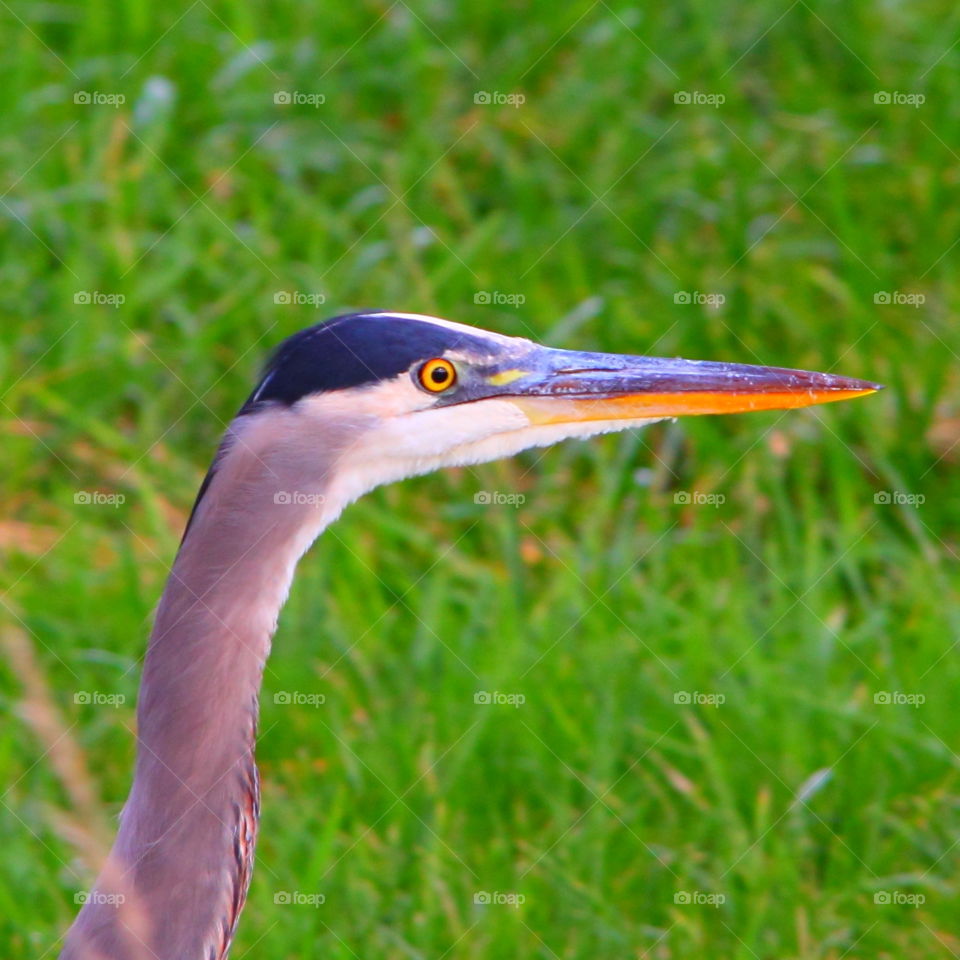 Focus- great blue heron 