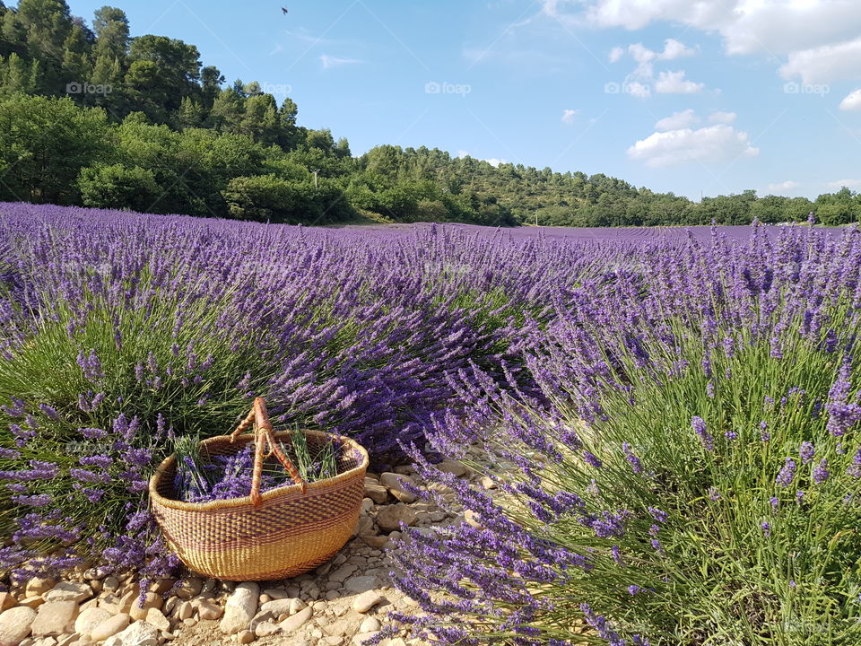 Basket in lavender field in Valensole, France.