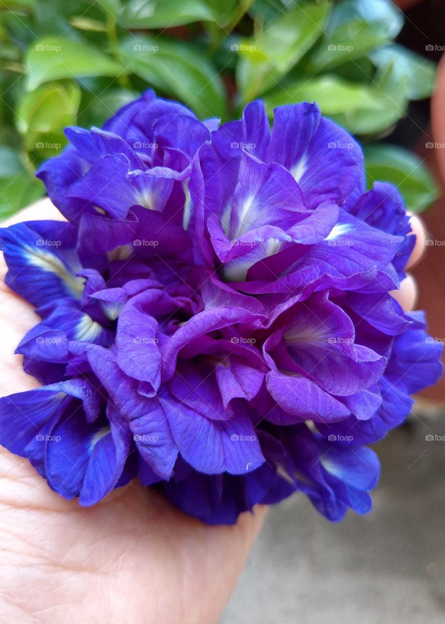 The memories of summer: picking butterfly pea's flowers every morning in summer, took a photo for a handful of them, this was a beautiful blue-purple & pleasant memory in my heart.