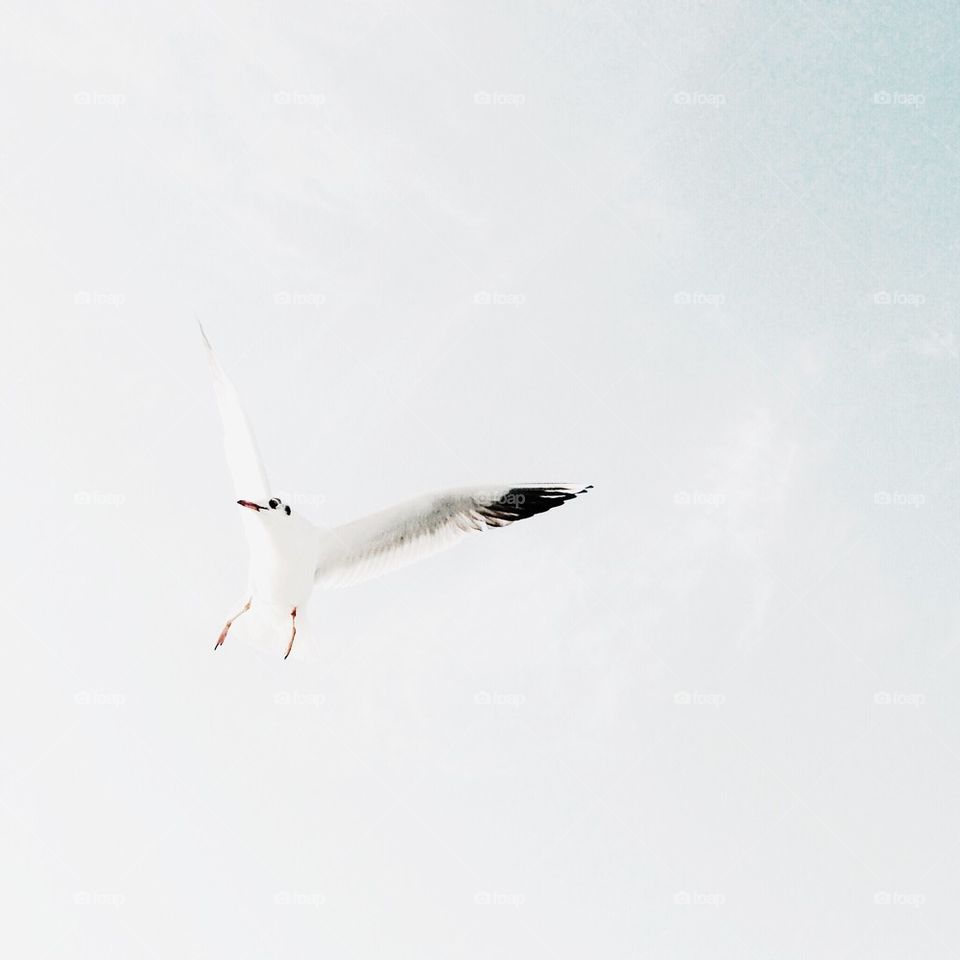 seagull 