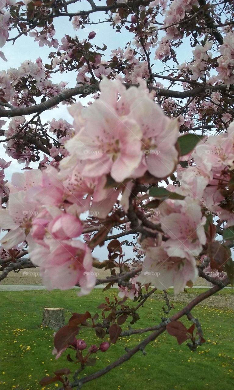 Pink flowers on a tree branch