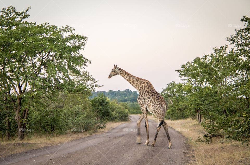 Giraffe in Zambia 