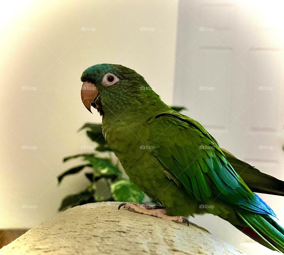 Blue Crowned Conure relaxing.