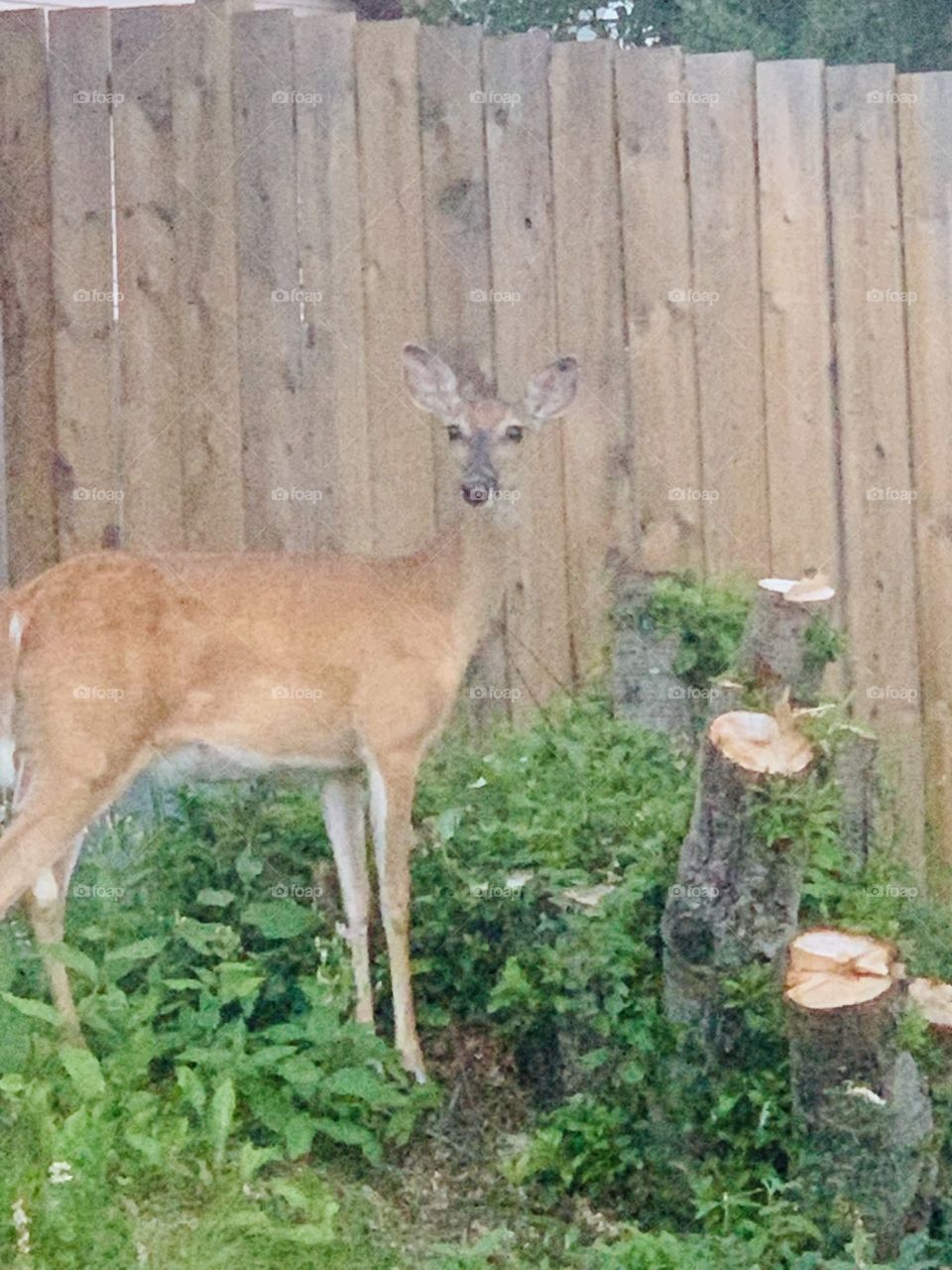 Deer by the fence 