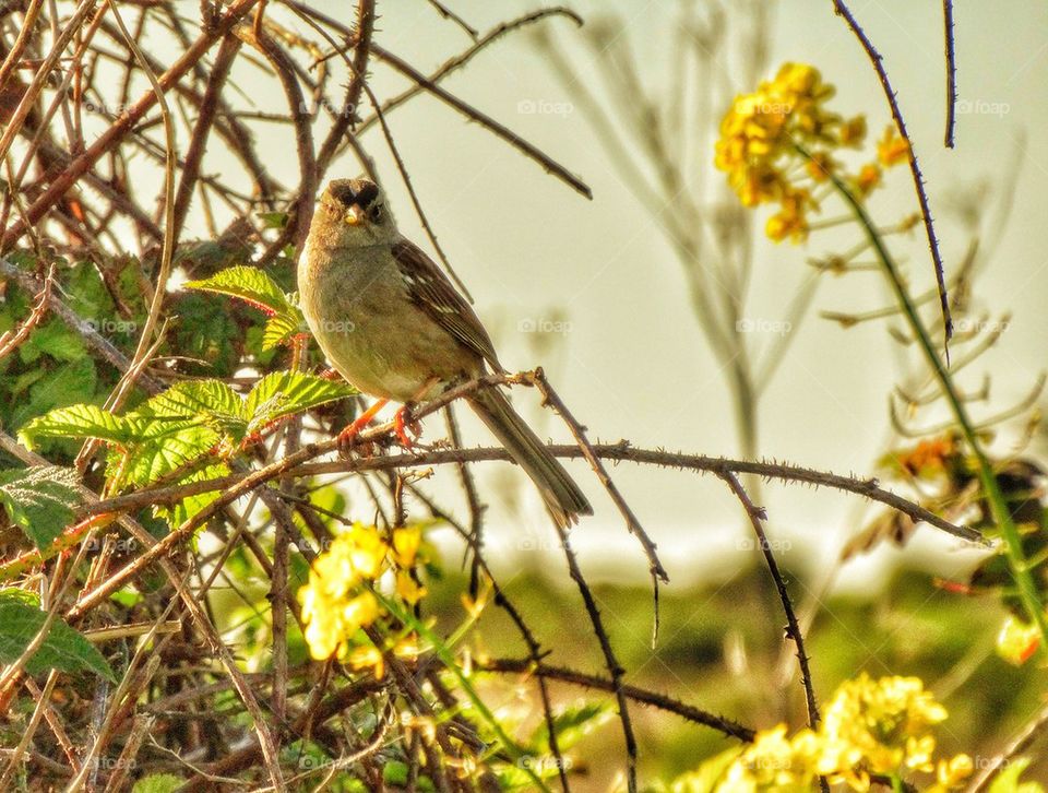 California Sparrow With Wildflowers